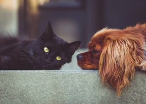 Tips on Customizing a Pet-Friendly Home